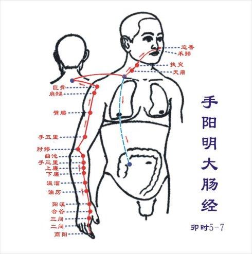 default-img.jpg 手阳明大肠经