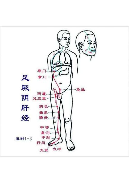 default-img.jpg 足厥阴肝经