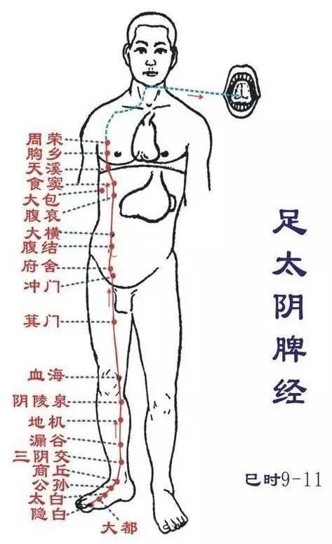 default-img.jpg 足太阴脾经