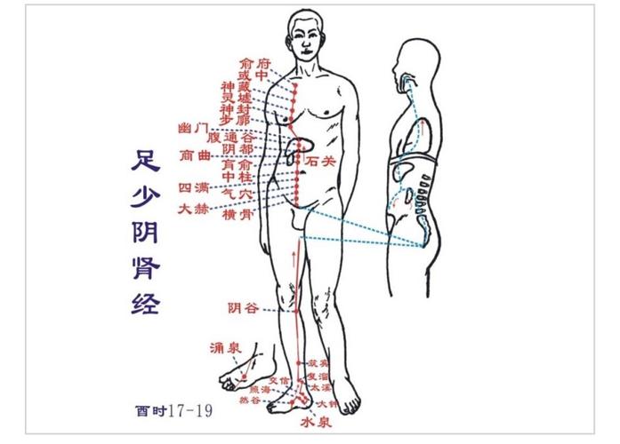default-img.jpg 足少阴肾经