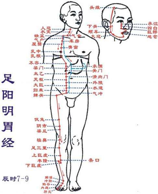 default-img.jpg 足阳明胃经